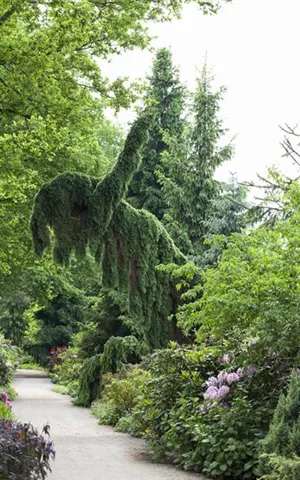 Picea omorika 'Pendula'