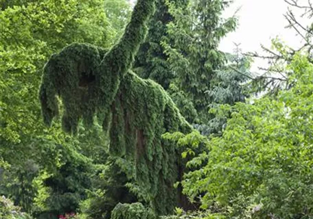 Picea omorika 'Pendula' - Serbische Hängefichte