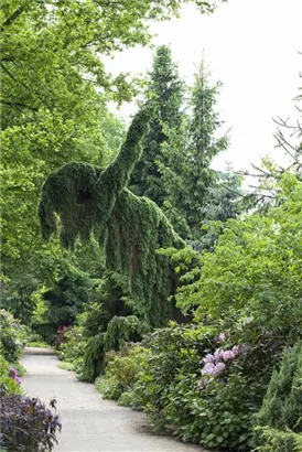 Serbische Hängefichte - Picea omorika 'Pendula'