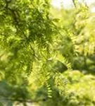 Lederhülsenbaum 'Sunburst' - Gleditsia triacanthos 'Sunburst' - Formgehölze