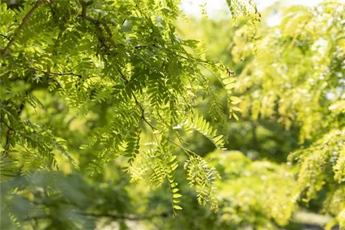 Lederhülsenbaum 'Sunburst' - Gleditsia triacanthos 'Sunburst' - Formgehölze