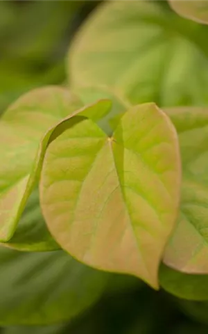 Cercis chinensis 'Avondale' - Formgehölze