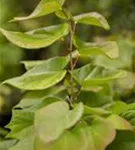 Judasbaum 'Avondale' - Cercis chinensis 'Avondale' - Formgehölze