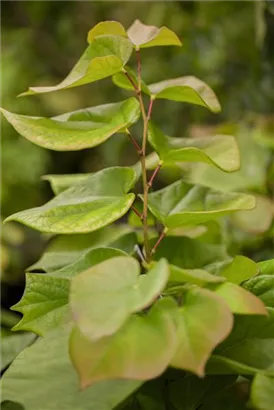 Judasbaum 'Avondale' - Cercis chinensis 'Avondale' - Formgehölze