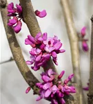 Judasbaum 'Avondale' - Cercis chinensis 'Avondale' - Formgehölze