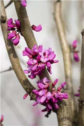 Judasbaum 'Avondale' - Cercis chinensis 'Avondale' - Formgehölze