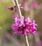 Judasbaum 'Avondale' - Cercis chinensis 'Avondale' - Formgehölze