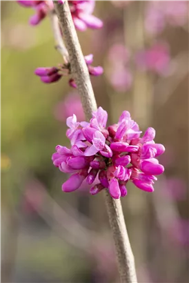 Judasbaum 'Avondale' - Cercis chinensis 'Avondale' - Formgehölze