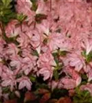 Japanische Azalee 'Blaauw's Pink' - Rhododendron obt.'Blaauw's Pink' II