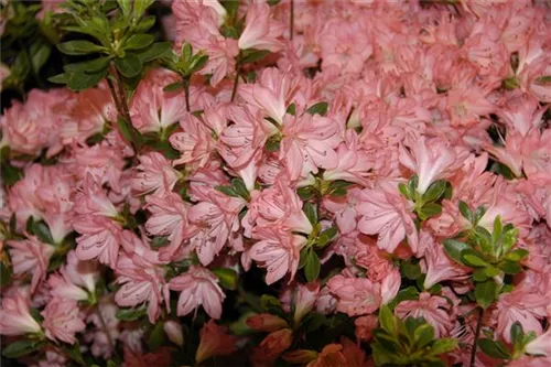 Japanische Azalee 'Blaauw's Pink' - Rhododendron obt.'Blaauw's Pink' II