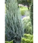 Virginischer Wacholder 'Blue Arrow' - Juniperus scopulorum 'Blue Arrow' - Heckenpflanzen