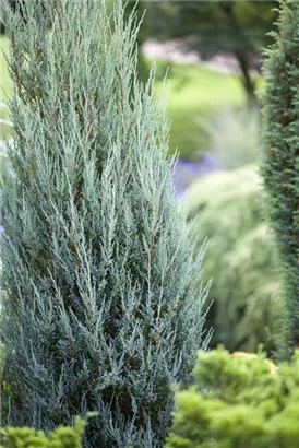 Pyramiden-Wacholder 'Moonglow' - Juniperus scopulorum 'Moonglow' - Nadeln - Koniferen