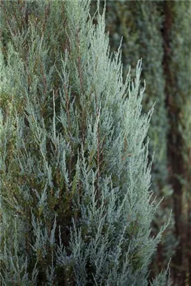 Virginischer Wacholder 'Blue Arrow' - Juniperus scopulorum 'Blue Arrow' - Heckenpflanzen