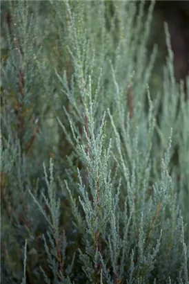 Virginischer Wacholder 'Blue Arrow' - Juniperus scopulorum 'Blue Arrow' - Heckenpflanzen