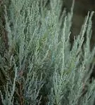 Virginischer Wacholder 'Blue Arrow' - Juniperus scopulorum 'Blue Arrow' - Heckenpflanzen