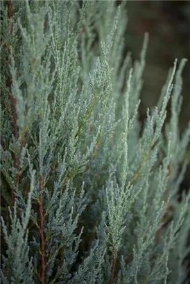 Virginischer Wacholder 'Blue Arrow' - Juniperus scopulorum 'Blue Arrow' - Heckenpflanzen