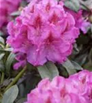 Rhododendron-Hybride 'Constanze' - Rhododendron Hybr.'Constanze' II