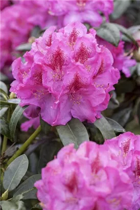 Rhododendron-Hybride 'Constanze' - Rhododendron Hybr.'Constanze' II