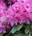 Rhododendron-Hybride 'Constanze' - Rhododendron Hybr.'Constanze' II