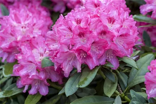 Rhododendron-Hybride 'Constanze' - Rhododendron Hybr.'Constanze' II