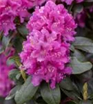 Rhododendron-Hybride 'Constanze' - Rhododendron Hybr.'Constanze' II