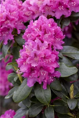 Rhododendron-Hybride 'Constanze' - Rhododendron Hybr.'Constanze' II