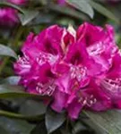 Rhododendron-Hybride 'Constanze' - Rhododendron Hybr.'Constanze' II