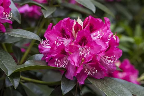 Rhododendron-Hybride 'Constanze' - Rhododendron Hybr.'Constanze' II