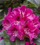 Rhododendron-Hybride 'Constanze' - Rhododendron Hybr.'Constanze' II