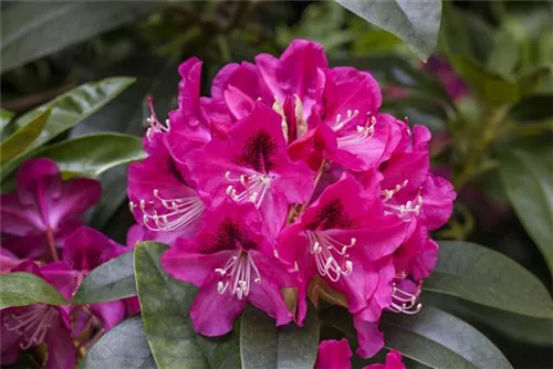 Rhododendron-Hybride 'Constanze' - Rhododendron Hybr.'Constanze' II