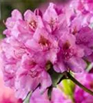 Rhododendron-Hybride 'Constanze' - Rhododendron Hybr.'Constanze' II