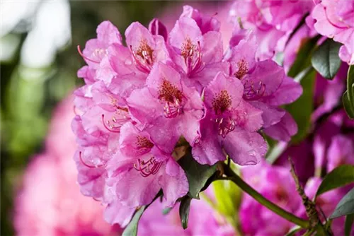 Rhododendron-Hybride 'Constanze' - Rhododendron Hybr.'Constanze' II