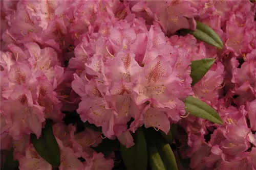 Rhododendron-Hybride 'Constanze' - Rhododendron Hybr.'Constanze' II