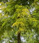 Lederhülsenbaum 'Sunburst' - Gleditsia triacanthos 'Sunburst' - Formgehölze