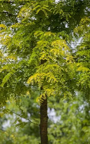 Gleditsia triacanthos 'Sunburst' - Formgehölze