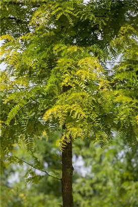 Lederhülsenbaum 'Sunburst' - Gleditsia triacanthos 'Sunburst' - Formgehölze