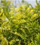 Lederhülsenbaum 'Sunburst' - Gleditsia triacanthos 'Sunburst' - Formgehölze