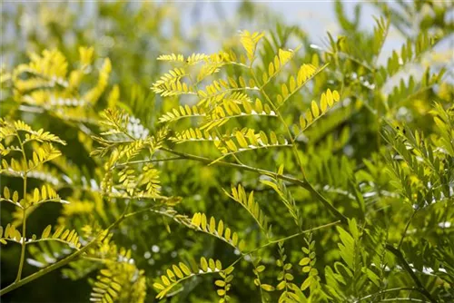 Lederhülsenbaum 'Sunburst' - Gleditsia triacanthos 'Sunburst' - Formgehölze