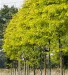 Lederhülsenbaum 'Sunburst' - Gleditsia triacanthos 'Sunburst' - Formgehölze