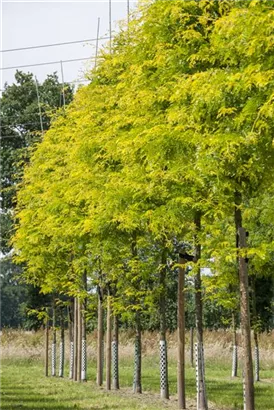 Lederhülsenbaum 'Sunburst' - Gleditsia triacanthos 'Sunburst' - Formgehölze