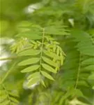 Lederhülsenbaum 'Sunburst' - Gleditsia triacanthos 'Sunburst' - Formgehölze