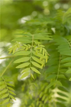 Lederhülsenbaum 'Sunburst' - Gleditsia triacanthos 'Sunburst' - Formgehölze