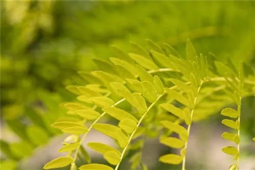 Lederhülsenbaum 'Sunburst' - Gleditsia triacanthos 'Sunburst' - Formgehölze