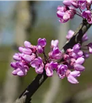 Gemeiner Judasbaum - Cercis siliquastrum