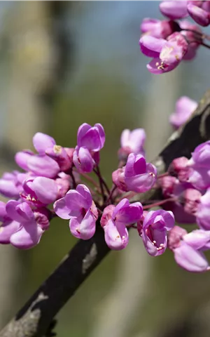 Cercis siliquastrum