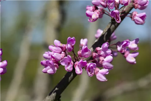 Gemeiner Judasbaum - Cercis siliquastrum