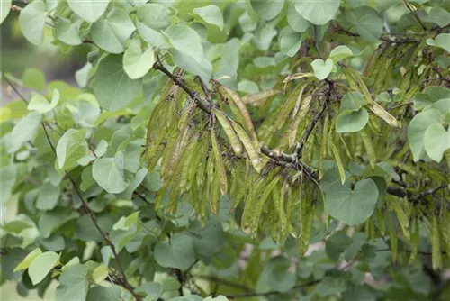 Gemeiner Judasbaum - Cercis siliquastrum