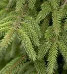 Stechfichte - Picea orientalis 'Aureospicata'