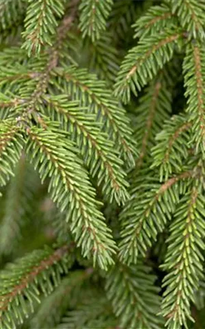 Picea orientalis 'Aureospicata'