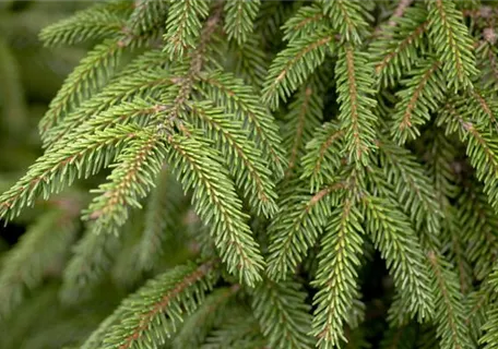 Picea orientalis 'Aureospicata' - Stechfichte